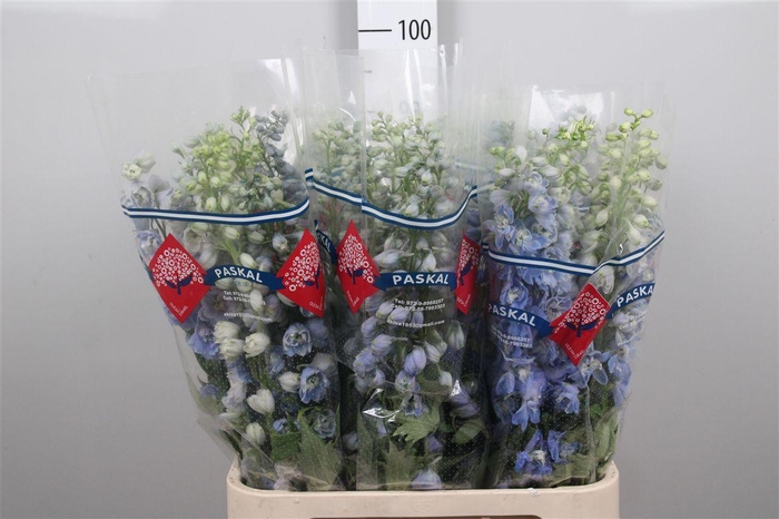 <h4>Delph Du Guard Lavender</h4>