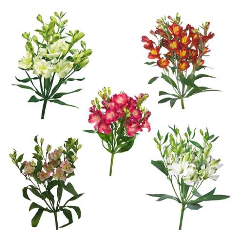 <h4>Alstroemeria fl charmelia mix</h4>