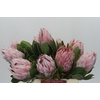 Protea Cynaroides