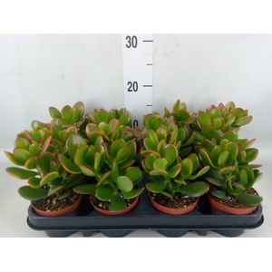 Crassula ovata 'Sunset'