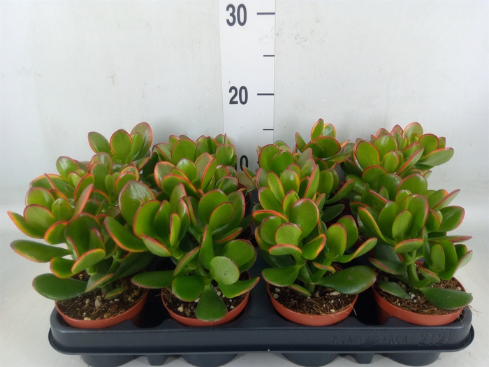 <h4>Crassula ovata 'Sunset'</h4>