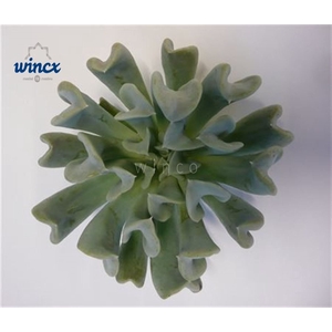 Echeveria Spider Cutflower Wincx-8cm