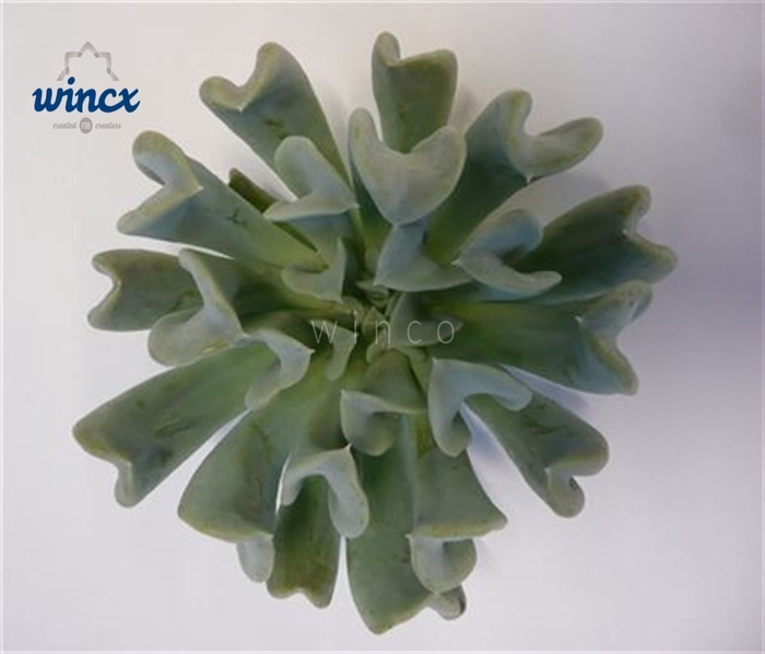 <h4>Echeveria Spider Cutflower Wincx-8cm</h4>