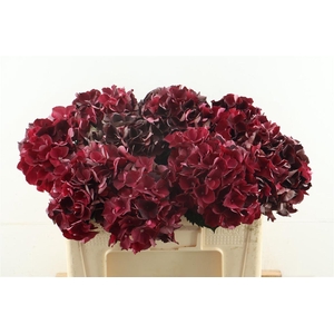 Hydr M Cl. Ruby Red 50-16