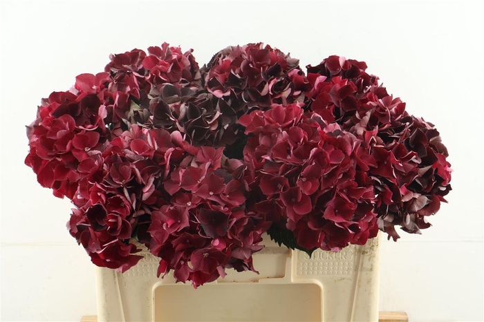 <h4>Hydr M Cl. Ruby Red 50-16</h4>