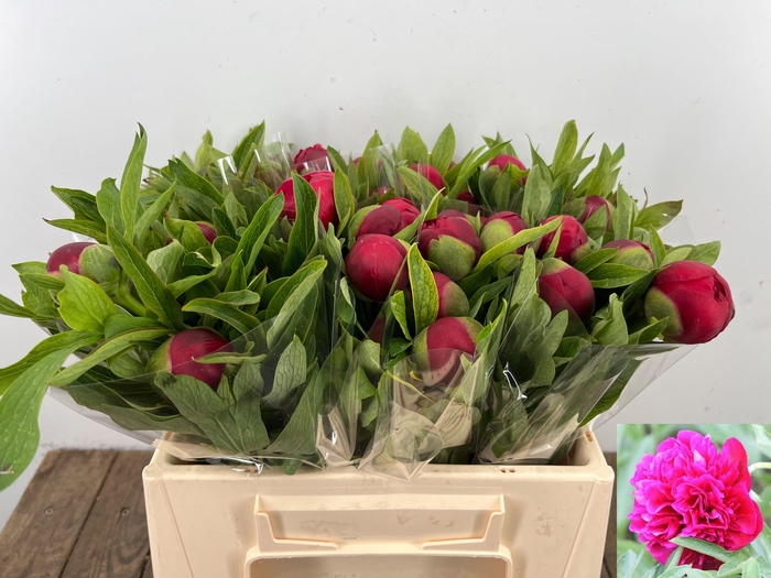 <h4>PAEO OF RUBRA PLENA</h4>