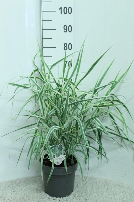 <h4>Arundo donax</h4>