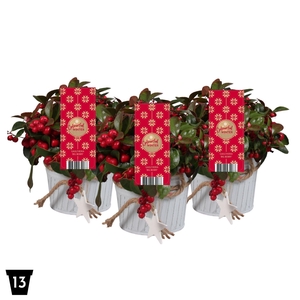 Gaultheria Pr Big Berry Zink Met Ster