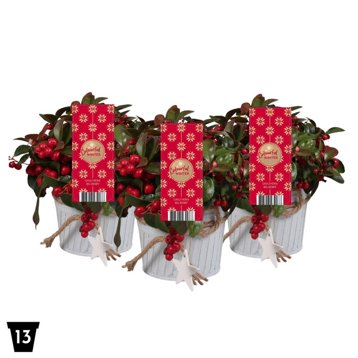 <h4>Gaultheria Pr Big Berry Zink Met Ster</h4>
