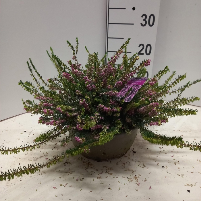 <h4>ERIC DA GHOST HILLS</h4>