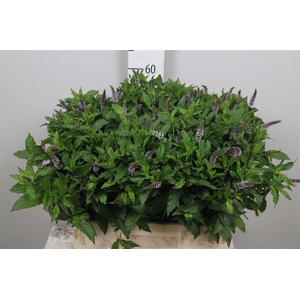 Mentha Tigra