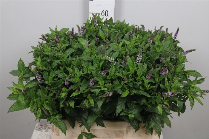 Mentha Tigra