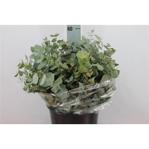 Euca Stuartiana Natuur Kort 200 Gram