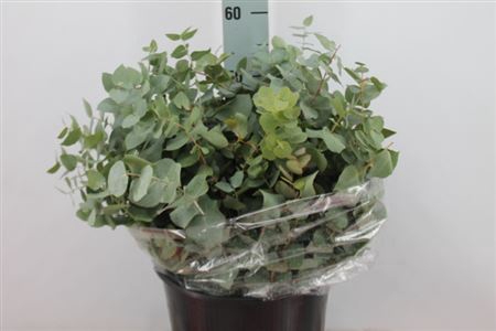 <h4>Euca Stuartiana Natuur Kort 200 Gram</h4>