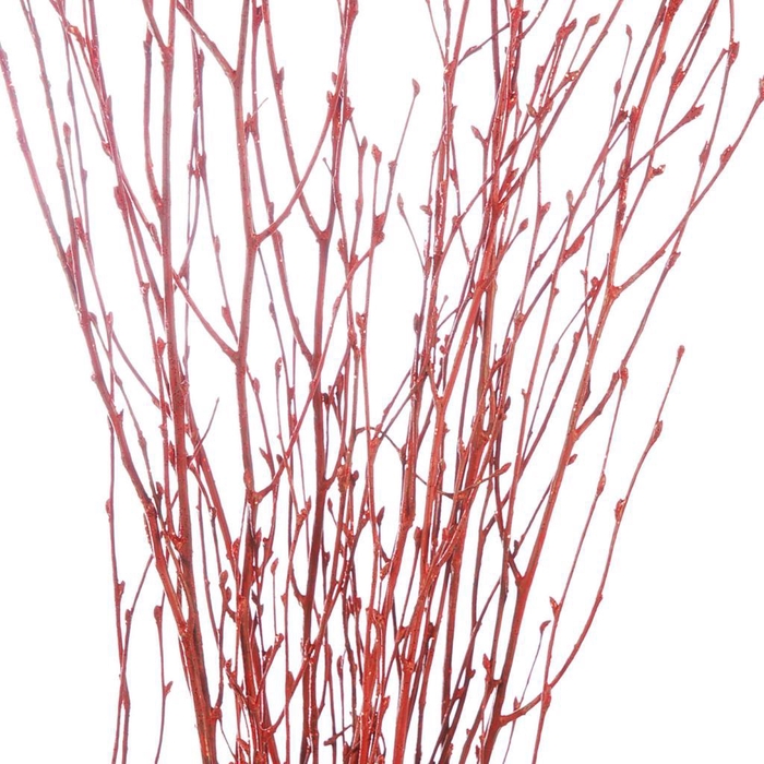<h4>Birch 60cm Red R Glt</h4>