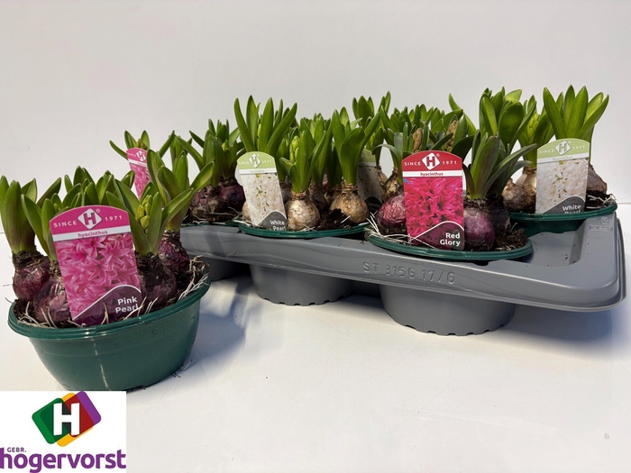 <h4>HYACIN ORIENTAL GEM</h4>