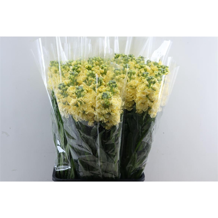 <h4>Matth Ov Cream</h4>