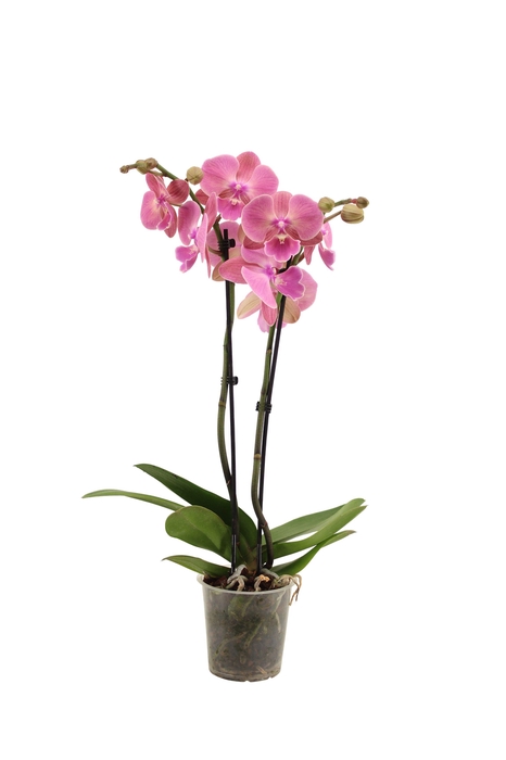 <h4>Phal Salmon 2T16+</h4>