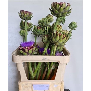 Cynara S Gros Vert De Laon