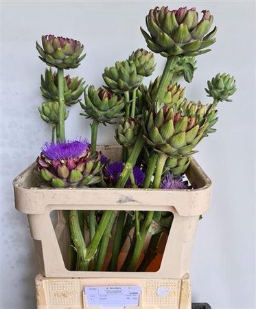 <h4>Cynara S Gros Vert De Laon</h4>