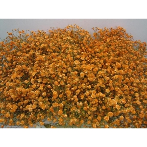 Gipsophilla Xlence Apricot