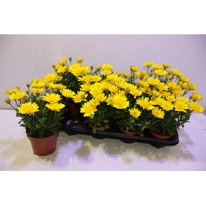 arr8 Osteo 3d Deep Sun