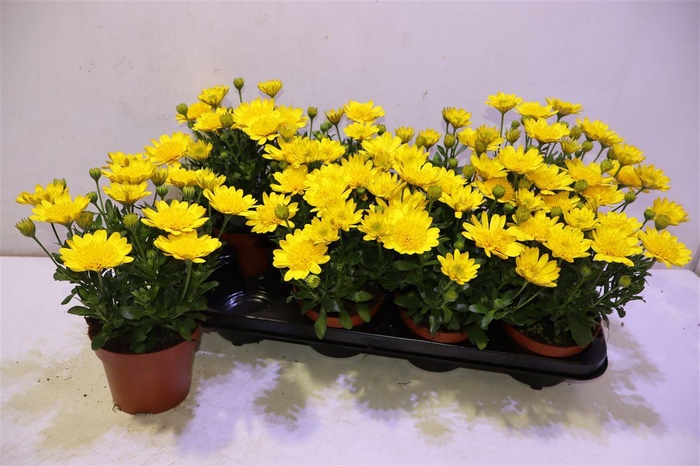 <h4>Osteo 3d Deep Sun</h4>