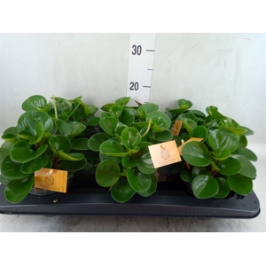 Peperomia obt. 'Green Gold'