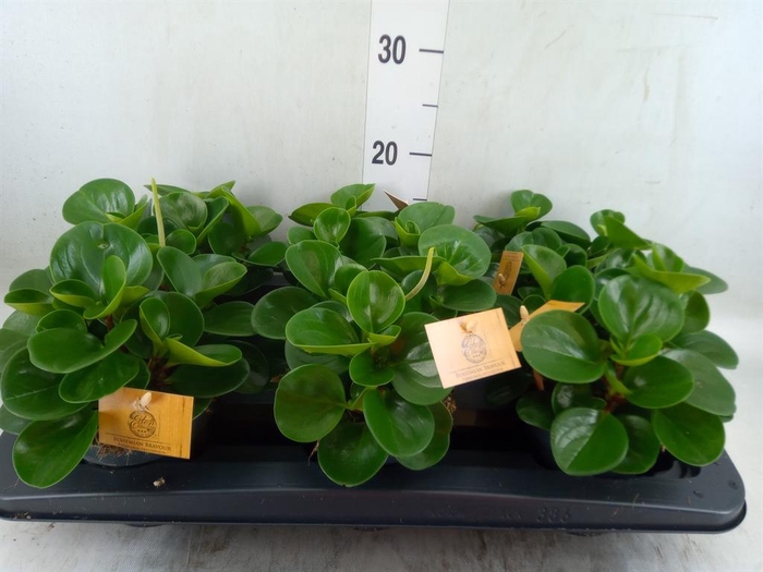 <h4>Peperomia obt. 'Green Gold'</h4>