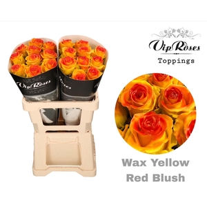 R Gr Wax Yellow Red Blush