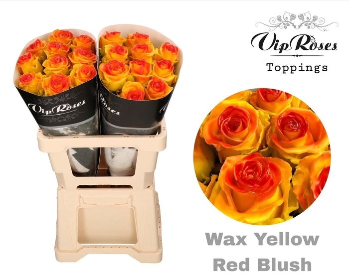 <h4>R Gr Wax Yellow Red Blush</h4>