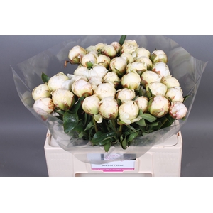 Paeonia Bowl Of Cream | XXL
