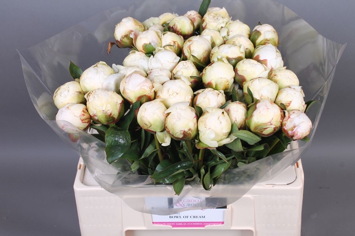 <h4>Paeonia Bowl Of Cream | XXL</h4>