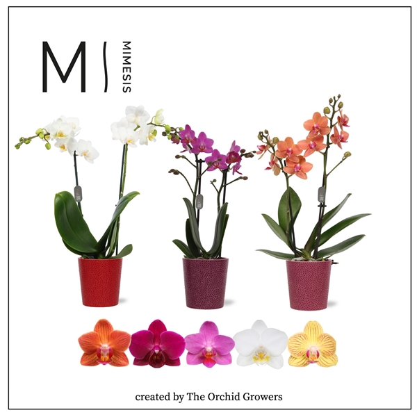 <h4>Mimesis Phal. Mix - 2 spike 9cm in Jenn ceramic</h4>