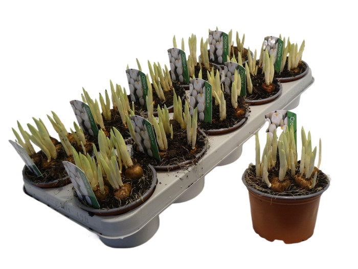<h4>Crocus vernus 'Jeanne d'Arc'</h4>