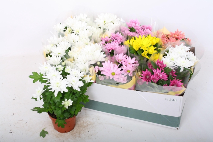 <h4>CHRYS GEM 5 KL</h4>