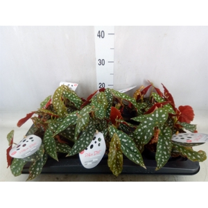 Begonia maculata