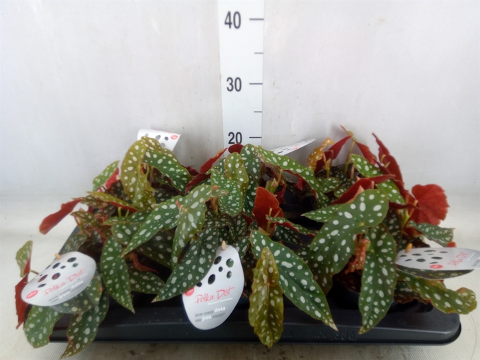 <h4>Begonia maculata</h4>