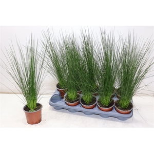 Juncus Ef Penc Grass