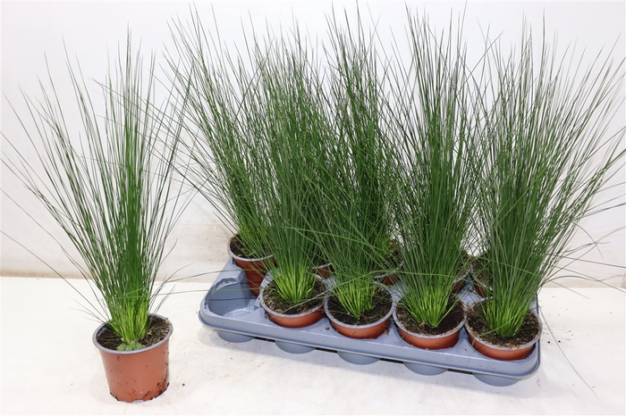 <h4>Juncus Ef Penc Grass</h4>