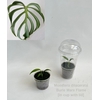 Monstera