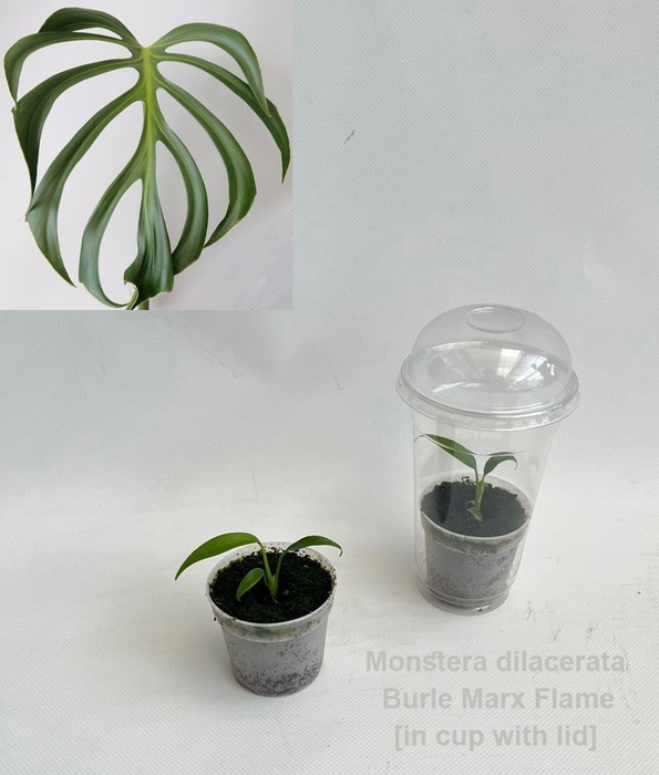 Monstera