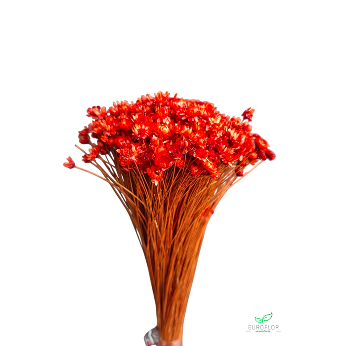 <h4>DRIED FLOWERS - GLIXIA TERRACOTTA 100GR</h4>