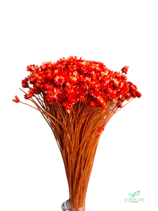 DRIED FLOWERS - GLIXIA TERRACOTTA 100GR
