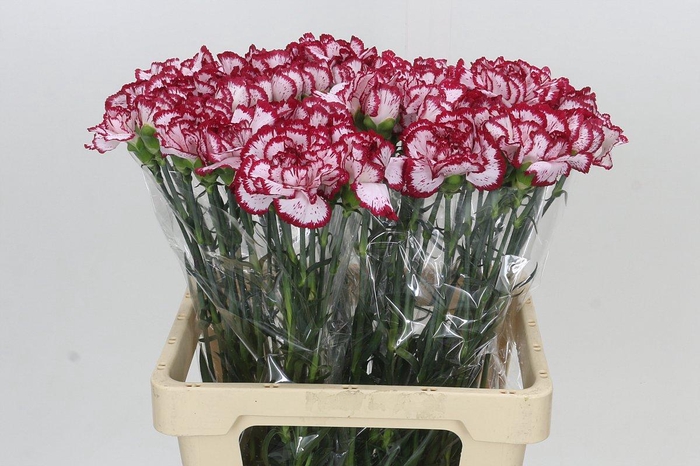 <h4>Dianthus St Bacarat</h4>