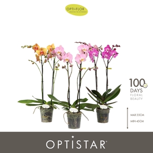 Optistar Mix 2 spike 50 cm