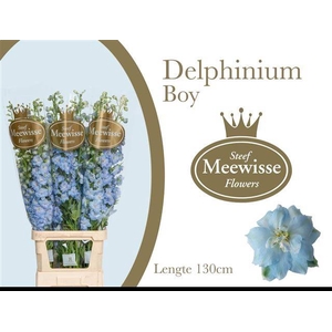 DELPH DU DEWI BOY