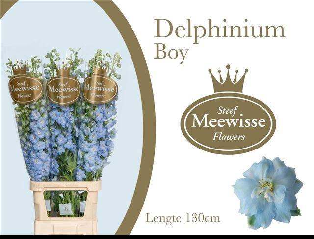 <h4>DELPH DU DEWI BOY</h4>