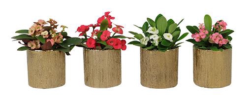 EUPHORBIA MILLII P6 L 66135