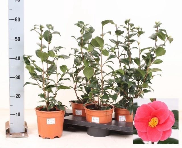 <h4>CAME JAPONICA</h4>